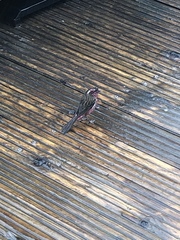 Carpodacus dubius