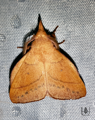 Pararguda tephropsis