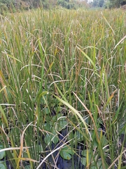 Typha orientalis