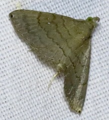 Carteris oculatalis