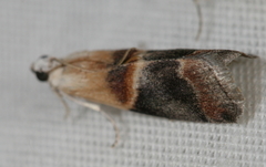 Acrobasis demotella