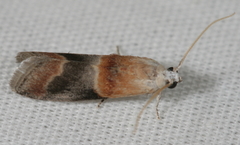 Acrobasis demotella