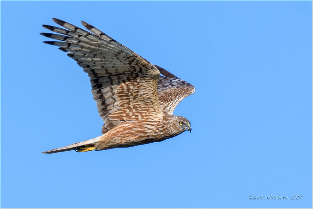 Eastern Marsh Harrier