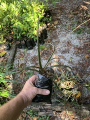Aloe belavenokensis