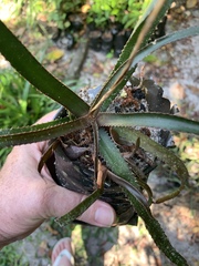 Aloe belavenokensis