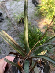 Aloe belavenokensis
