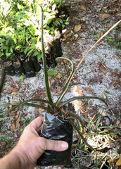 Aloe belavenokensis