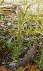 Pterostylis cycnocephala