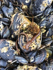 Nemalion elminthoides