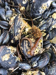 Nemalion elminthoides