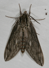 Sphinx canadensis