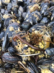 Nemalion elminthoides