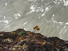 Laminariaceae