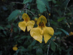 Impatiens latebracteata