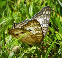 Anartia jatrophae