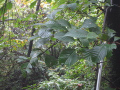 Meliosma cuneifolia