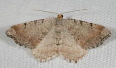 Macaria transitaria