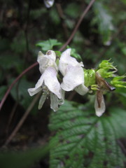 Aconitum hemsleyanum