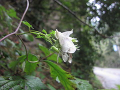 Aconitum hemsleyanum