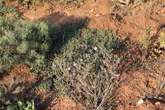 Delosperma neethlingiae