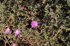 Delosperma neethlingiae