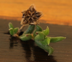 Delosperma neethlingiae
