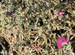 Delosperma neethlingiae