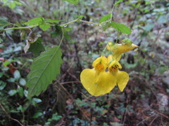 Impatiens latebracteata