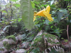Impatiens latebracteata