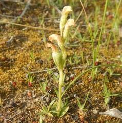 Pterostylis cycnocephala