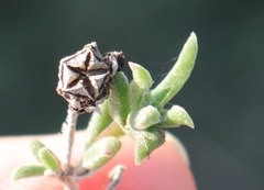 Delosperma neethlingiae