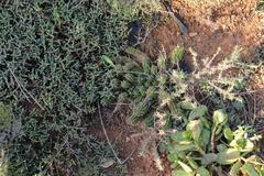 Euphorbia mammillaris