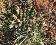 Euphorbia mammillaris