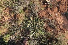 Euphorbia mammillaris