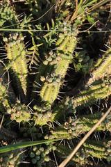 Euphorbia mammillaris