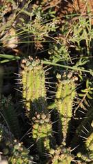 Euphorbia mammillaris