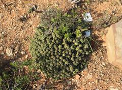 Euphorbia mammillaris