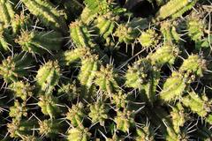 Euphorbia mammillaris