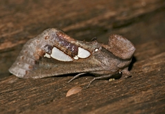 Antiophlebia bracteata