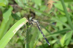 Orthetrum albistylum