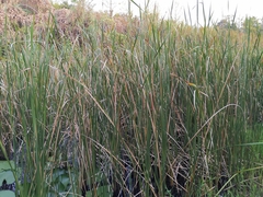 Typha orientalis