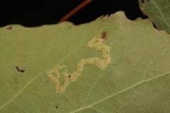 Aulagromyza tremulae