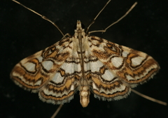 Elophila ekthlipsis