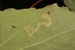 Aulagromyza tremulae