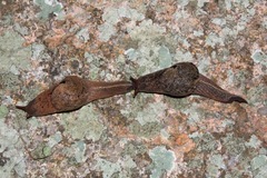 Fastosarion helenkingae