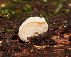 Gloeoporus phlebophorus