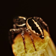 Heliophanus edentulus