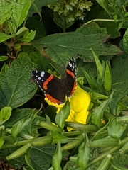Vanessa atalanta