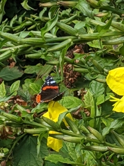 Vanessa atalanta