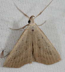 Macrochilo louisiana